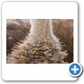 Oudtshoorn - Highgate Ostrich Show Farm