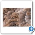 Oudtshoorn - Highgate Ostrich Show Farm