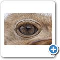 Oudtshoorn - Highgate Ostrich Show Farm