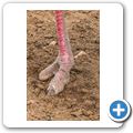 Oudtshoorn - Highgate Ostrich Show Farm