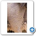 Oudtshoorn - Highgate Ostrich Show Farm