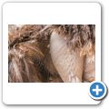 Oudtshoorn - Highgate Ostrich Show Farm