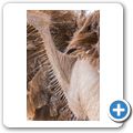 Oudtshoorn - Highgate Ostrich Show Farm