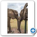 Knysna Elephant Park