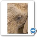 Knysna Elephant Park