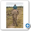 Knysna Elephant Park