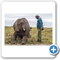 Knysna Elephant Park