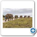 Knysna Elephant Park