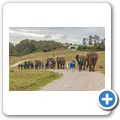 Knysna Elephant Park