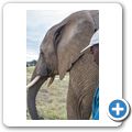 Knysna Elephant Park