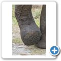 Knysna Elephant Park