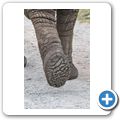 Knysna Elephant Park