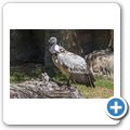Cango Wildlife Ranch - Kapgeier