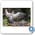 Cango Wildlife Ranch - Kapgeier