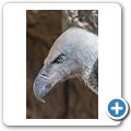 Cango Wildlife Ranch - Kapgeier