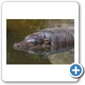 Cango Wildlife Ranch - Zwergflusspferd