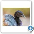 Cango Wildlife Ranch - Graufl&uuml;gel-Trompetervogel