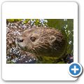 Cango Wildlife Ranch - Fleckenhalsotter