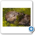 Cango Wildlife Ranch - Fleckenhalsotter
