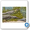 Cango Wilflife Ranch - Krokodil