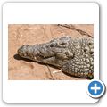 Cango Wilflife Ranch - Krokodil