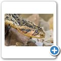 Cango Wildlife Ranch - Puffotter