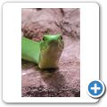 Cango Wildlife Ranch - Schmalkopf-Mamba