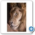 Cango Wildlife Ranch - L&ouml;we