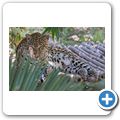 Cango Wildlife Ranch - Leopard