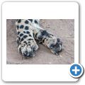 Cango Wildlife Ranch - Gepard