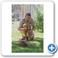 Cango Wildlife Ranch - Serval
