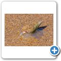 Am Strand von Wilderness - Strandschnecken