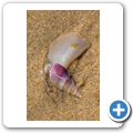 Am Strand von Wilderness - Strandschnecken
