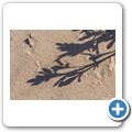 Am Strand von Wilderness
