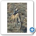 Elenantilope