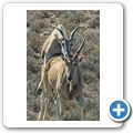 Elenantilope