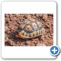 Afrikanische Schnabelbrustschildkr&ouml;te