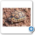 Afrikanische Schnabelbrustschildkr&ouml;te