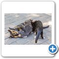 spielende Katzen
