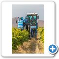 Weinlese im Breede River Valley