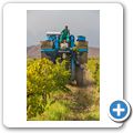 Weinlese im Breede River Valley