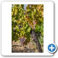 Weinlese im Breede River Valley