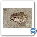 westliche Leopardkr&ouml;te