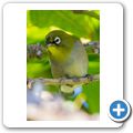 Senegalbrillenvogel