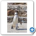 Simon's Town - Pinguinkolonie am Boulders Beach