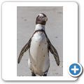 Simon's Town - Pinguinkolonie am Boulders Beach