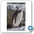 Simon's Town - Pinguinkolonie am Boulders Beach