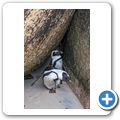 Simon's Town - Pinguinkolonie am Boulders Beach