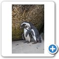 Simon's Town - Pinguinkolonie am Boulders Beach