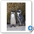 Simon's Town - Pinguinkolonie am Boulders Beach